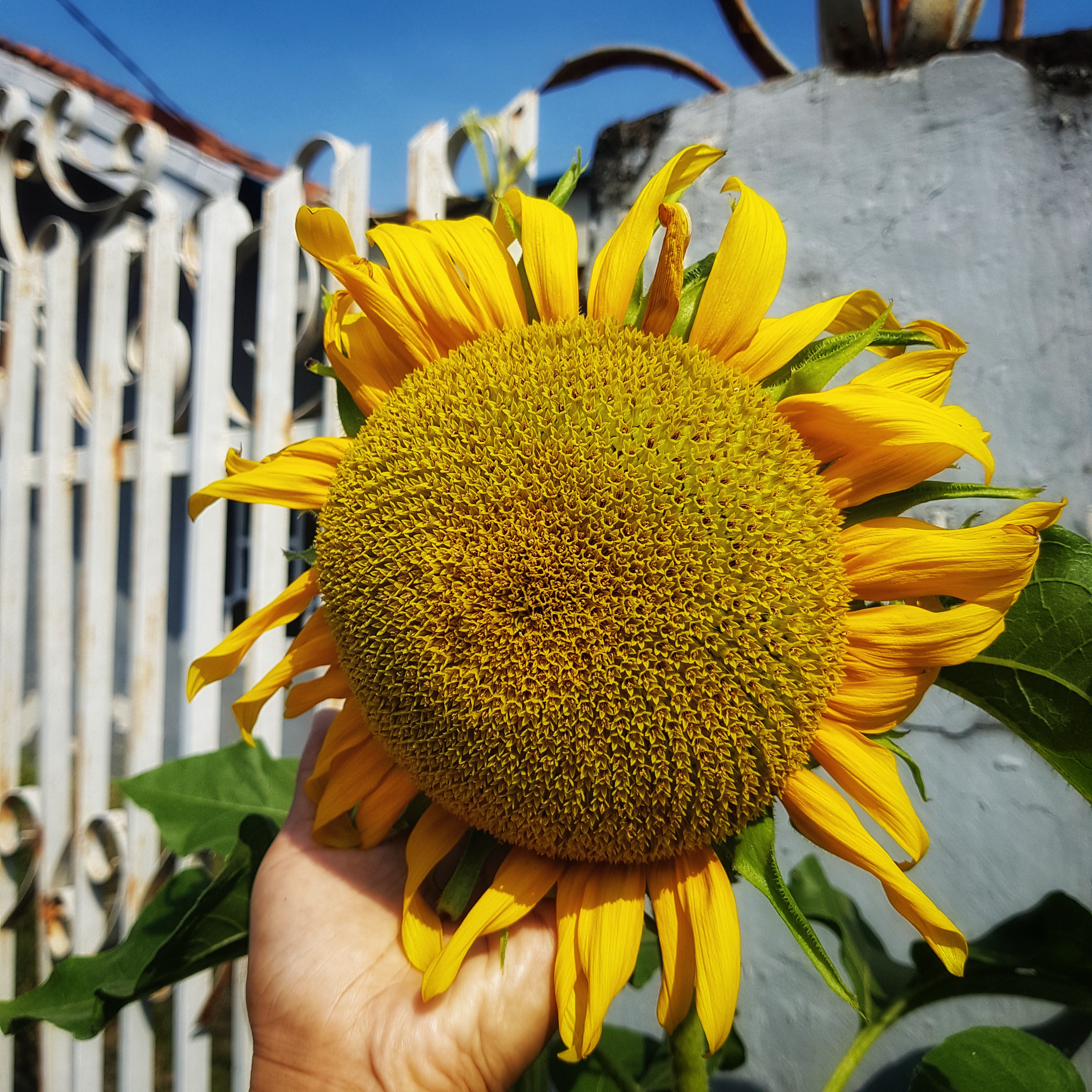 Pricelist Bikinan Ibun